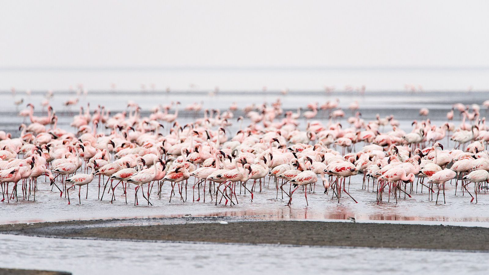 Lake Natron and Ol Doinyo Lengai