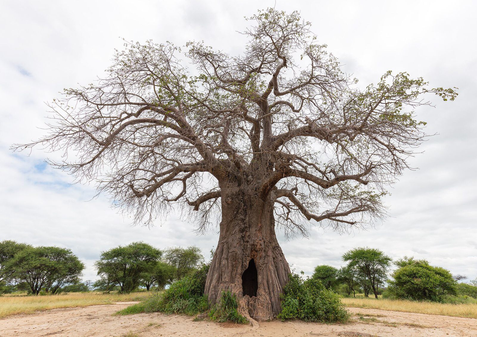 Tarangire National Park